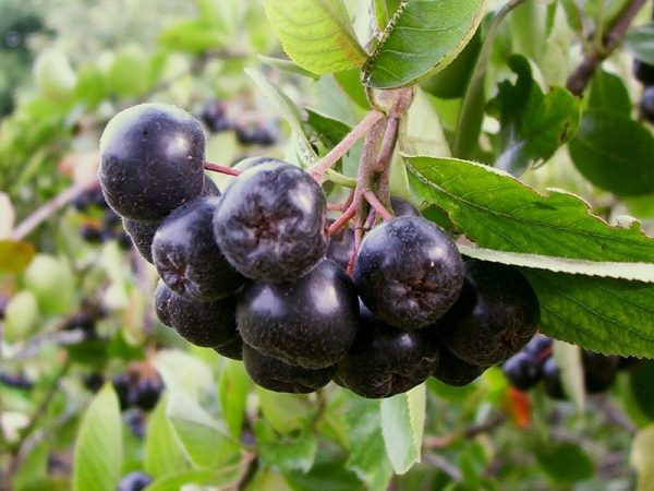 Плоды черноплодной рябины