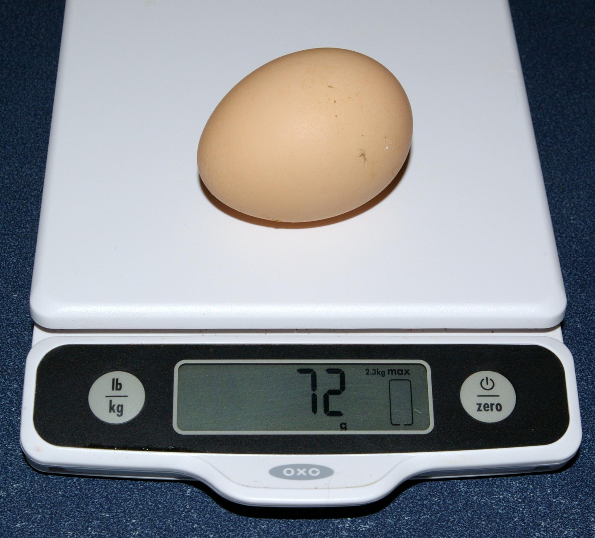 Сколько весит яйцо куриное без скорлупы вареное. Вес куриного яйца. Взвешивание яиц. Куриное яйцо весит. Категории яиц и вес.
