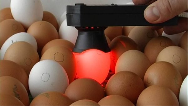 Яйцо светится под овоскопом