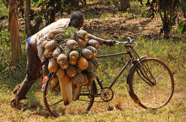 мужчина с урожаем ананасов