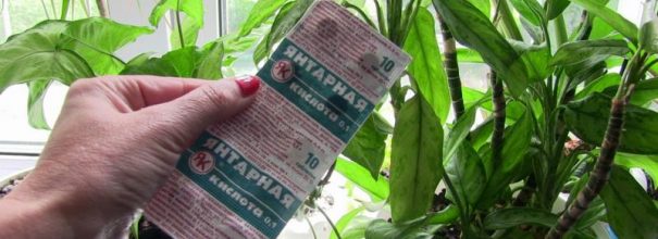 Янтарная кислота для растений – показания и инструкция по применению в огороде