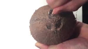 Как выглядят «глазки» на кокосовом орехе