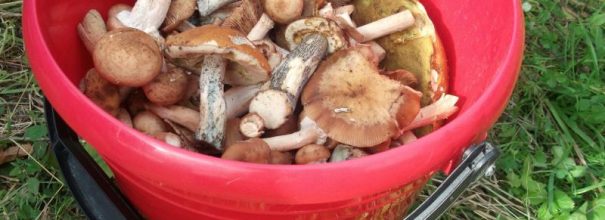 Как приготовить плюсы грибы
