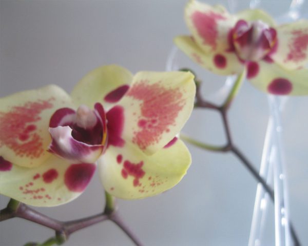 цветущая орхидея