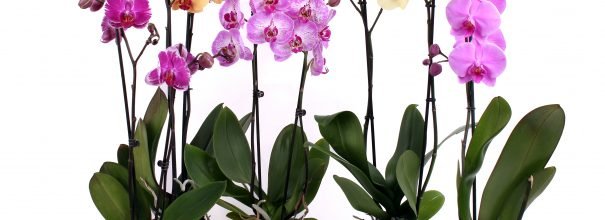Орхидея фаленопсис в горшочках
