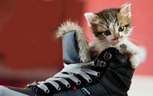 Частая причина неприятного запаха из обуви - кошачьи метки