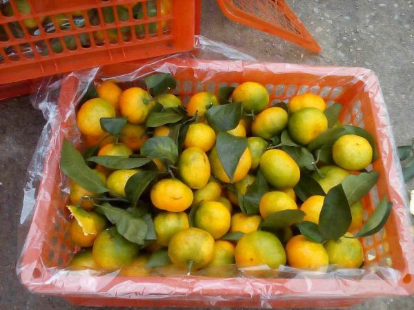 Китайские мандарины