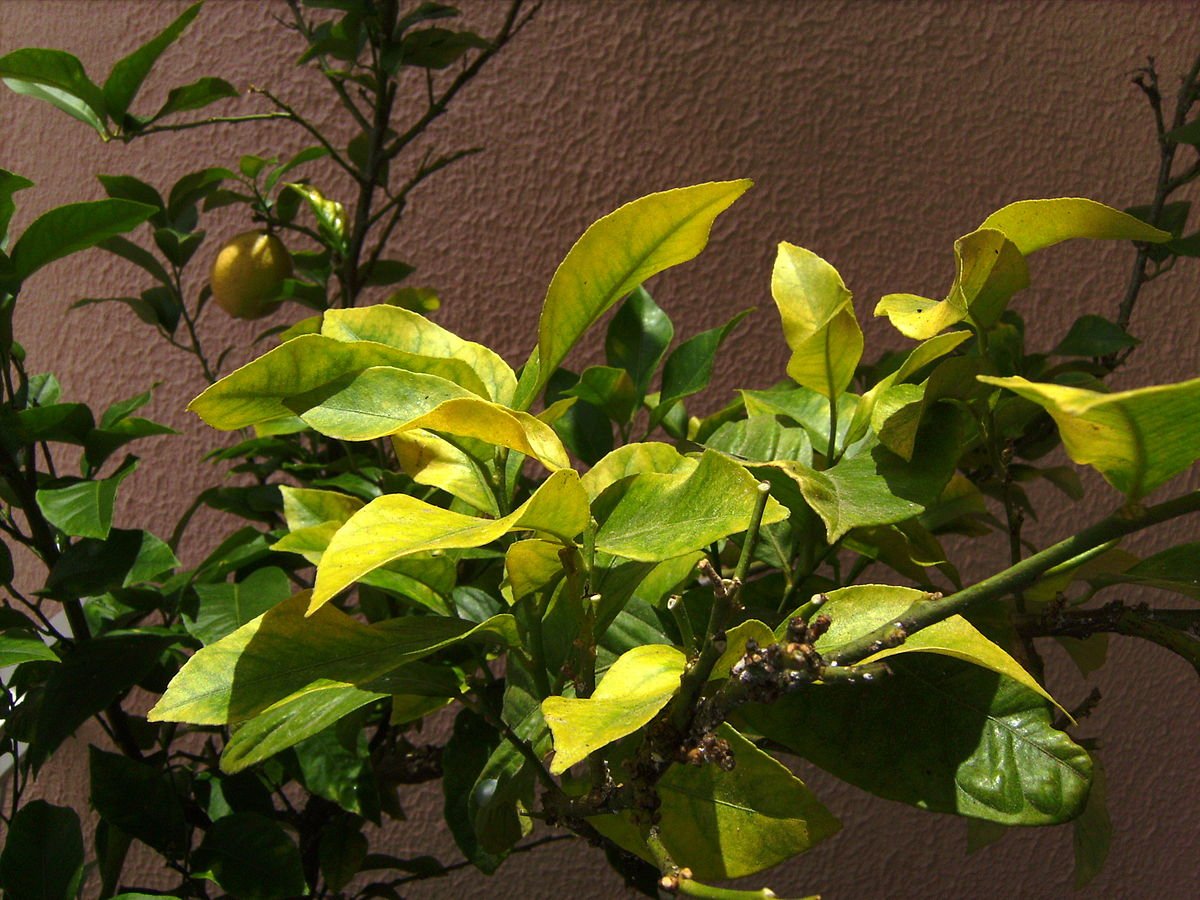 Как лечить лимон, на листьях которого появляются дырочки?