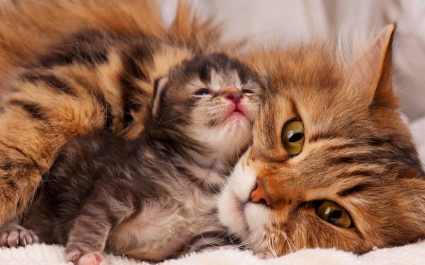 Котёнок с мамой