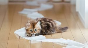 Котёнок играет с туалетной бумагой