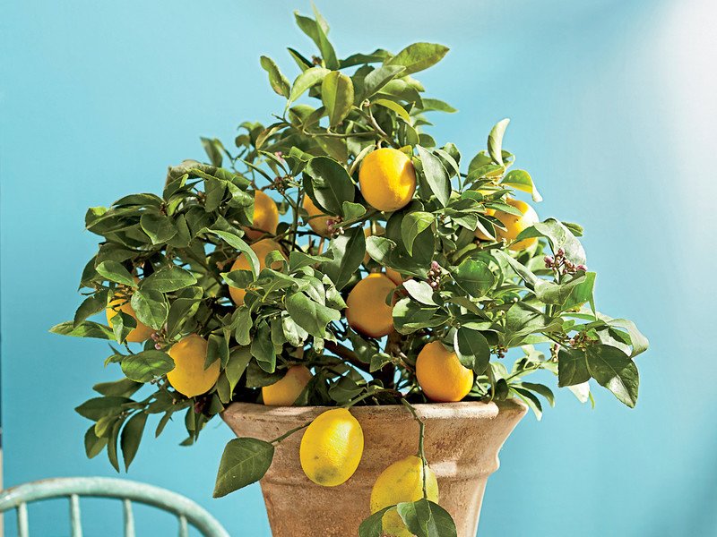 Почему у лимона сохнут листья по краям как в домашних условиях сохранить их