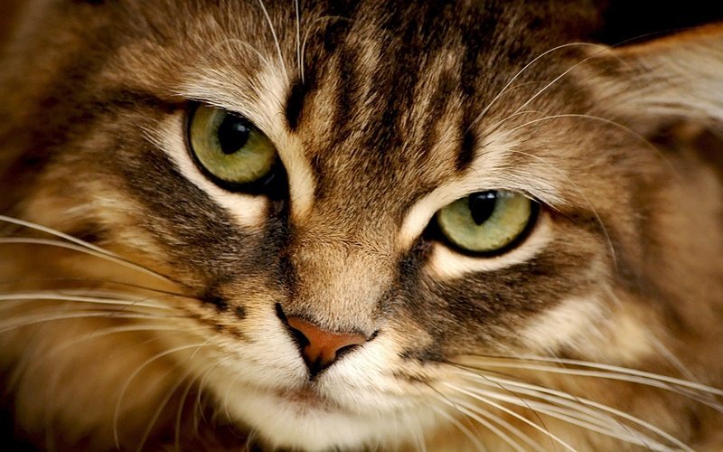 Почему нельзя смотреть в глаза кошке разбираемся в кошачьей психологии