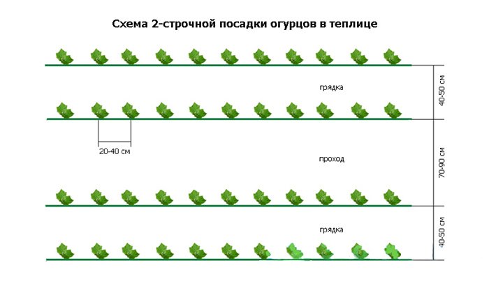 Особенности выращивания огурцов в Подмосковье, в том числе в открытомгрунте, а также какие сорта выбрать для данного региона