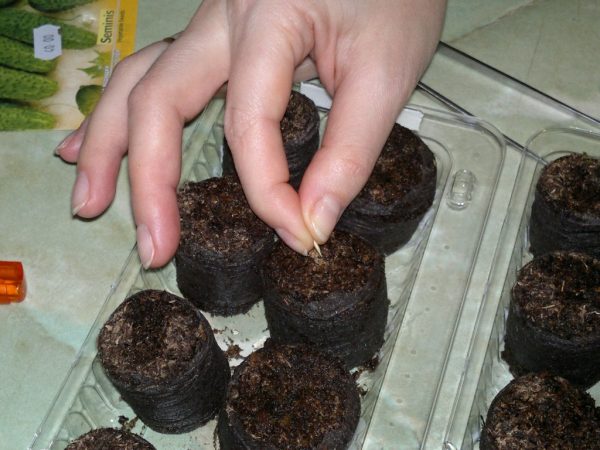 Посев семян огурцов в торфяные таблетки