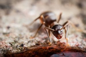 муравьиная матка