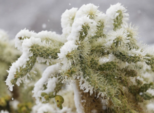 кактус под снегом