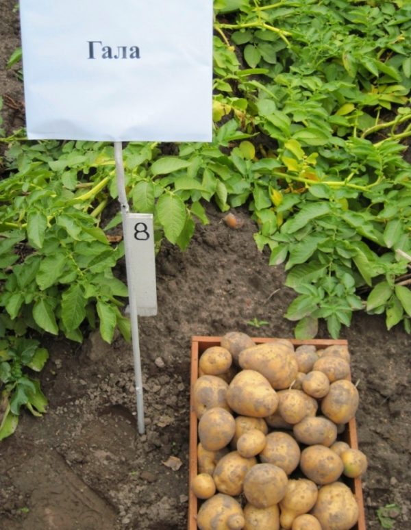 Посадки картофеля Гала