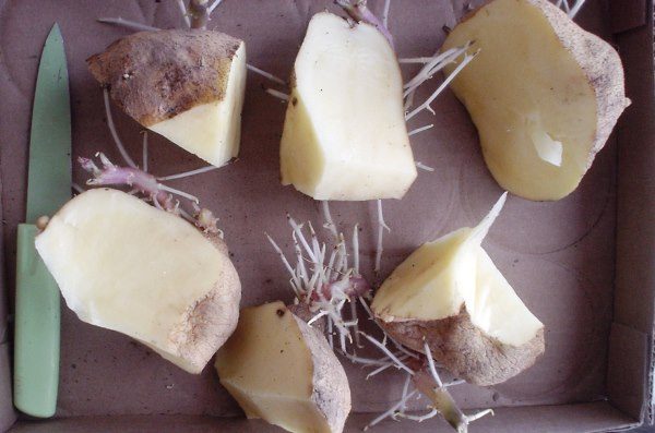 Разрезанные клубни картофеля
