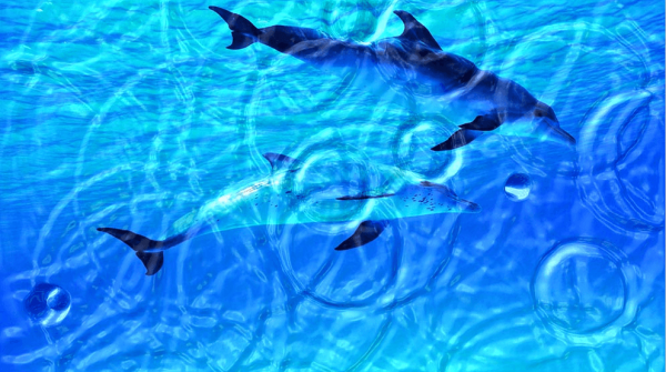 Изображение дельфинов с эффектом 3D