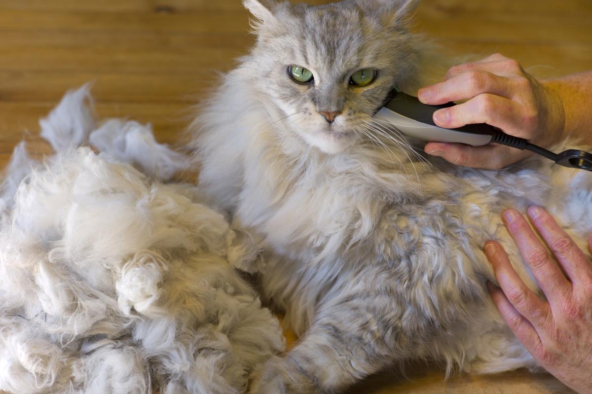 Как подстригать волосы в ушах у котенка