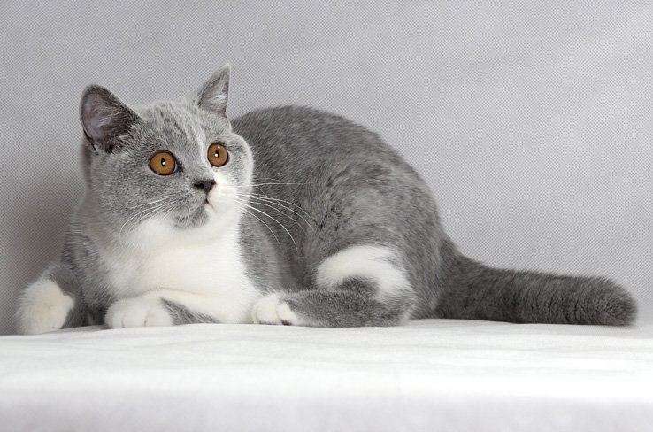Порода кошек серо белого окраса