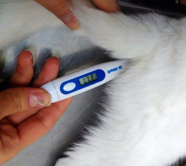 измерение температуры у кошки