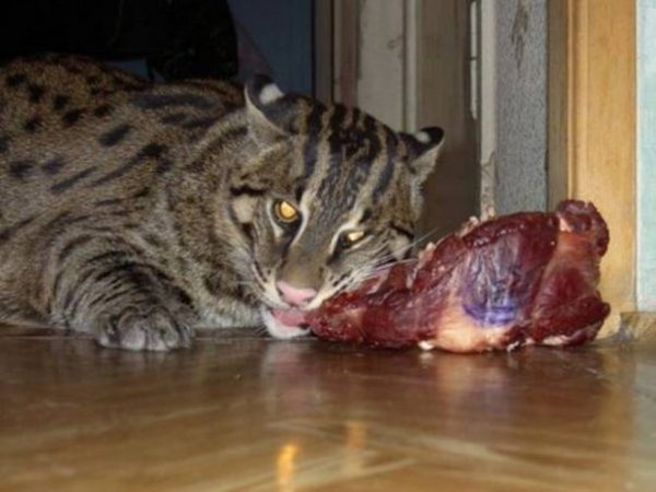 Обед камышового кота