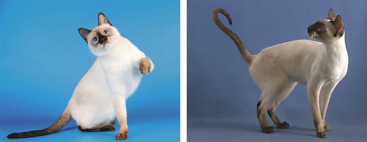 Тайская Кошка Отличия Фото