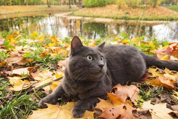 Русская голубая кошка на природе