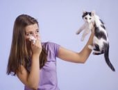аллергия на кошачью шерсть