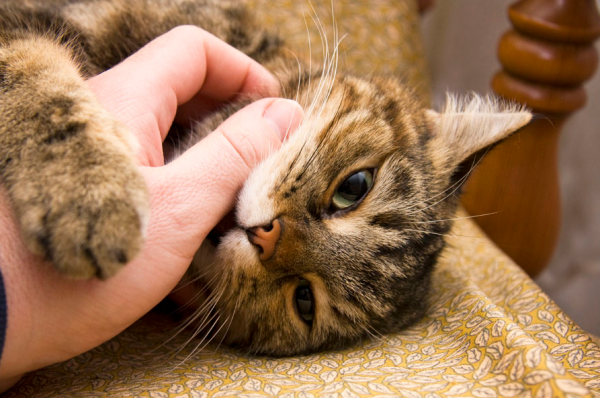 кошка кусает человеческую руку