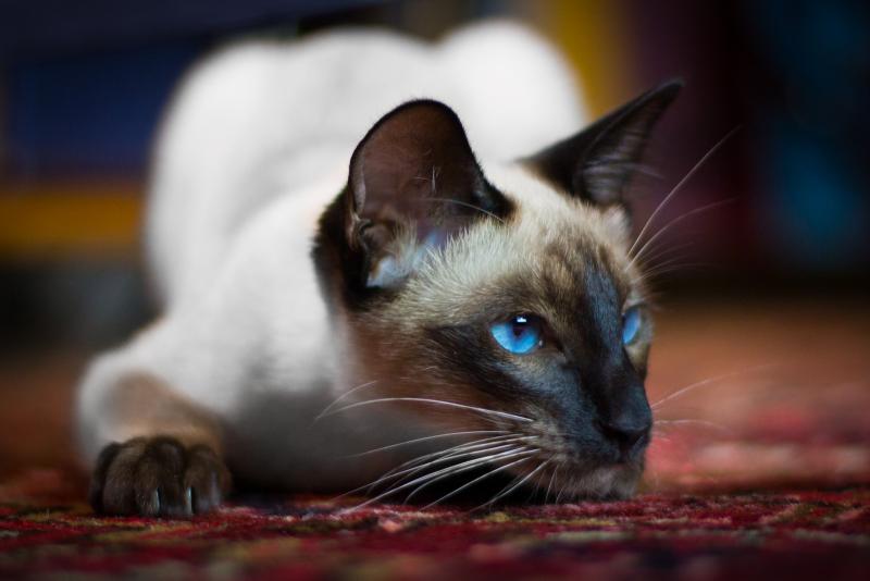 Сиамская кошка: особенности породы, характера, воспитания, ухода