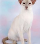 Сиамский кот расцветки лилиак-пойнт