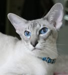 Сиамский кот расцветки блю-табби-пойнт