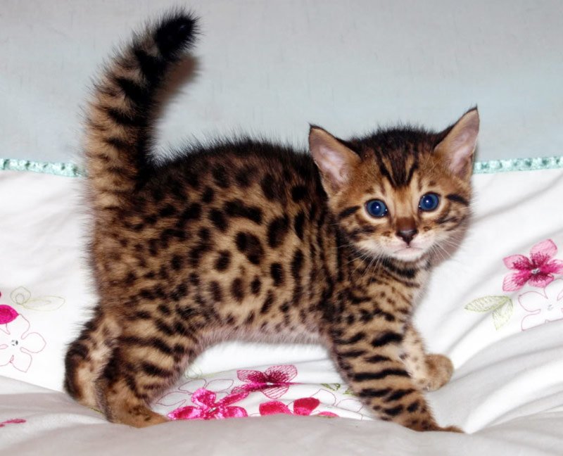 бенгальская кошка ласковая или нет