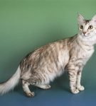 Ориентальная длинношёрстная кошка