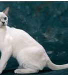 Тонкинская кошка