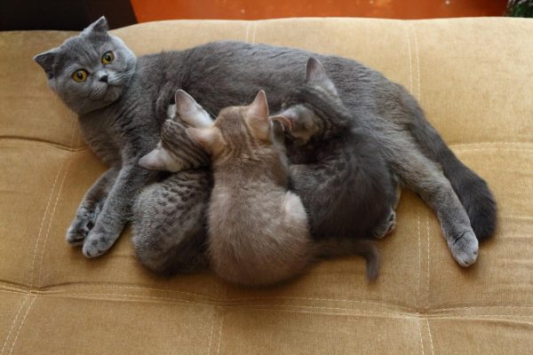 Кошка скоттиш-страйт с котятами