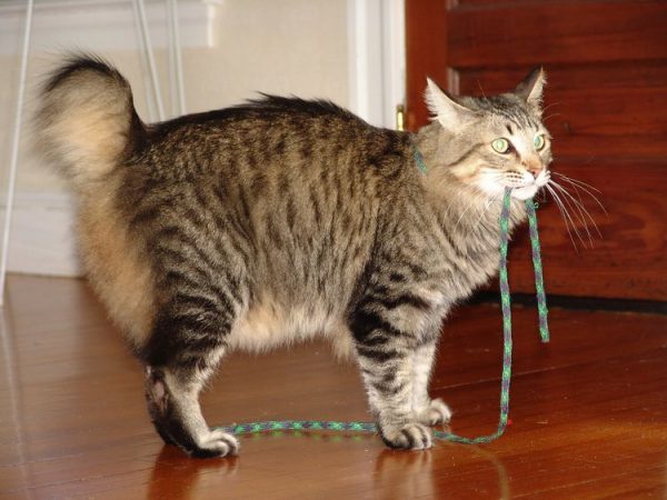 Кошка пиксибоб с верёвкой во рту