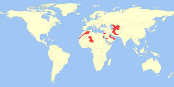Ареал обитания барханной кошки на карте мира