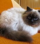 Невский кот сил-поинт сидит на оранжевом диване