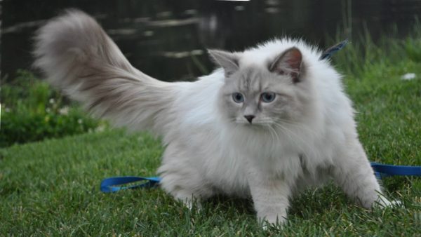Невский маскарадный кот на лужайке