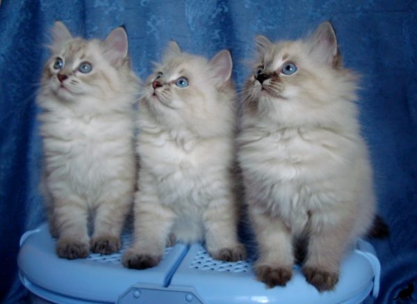 Трое невских маскарадных котят сидят на ящике для белья