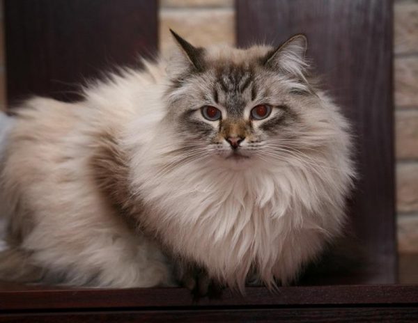Невский маскарадный кот сидит на деревянной подставке
