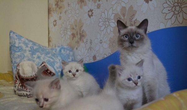Кошка невской маскарадной с котятами сидит на кровати