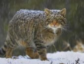 Европейский лесной кот в снегопад
