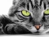 Морда серого полосатого кота с зелёными глазами