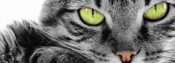 Морда серого полосатого кота с зелёными глазами