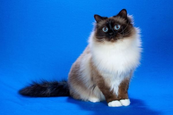Бирманская кошка на голубом фоне
