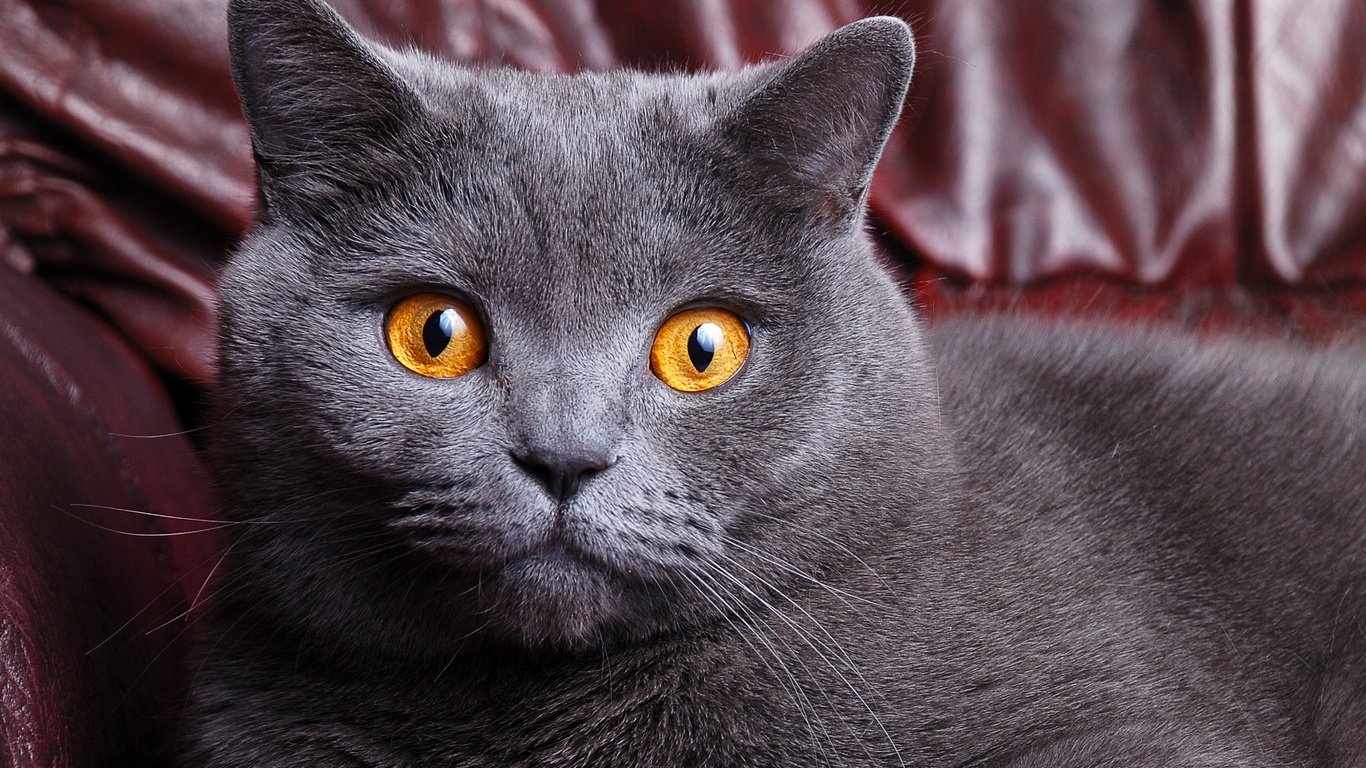 фотография серой кошки